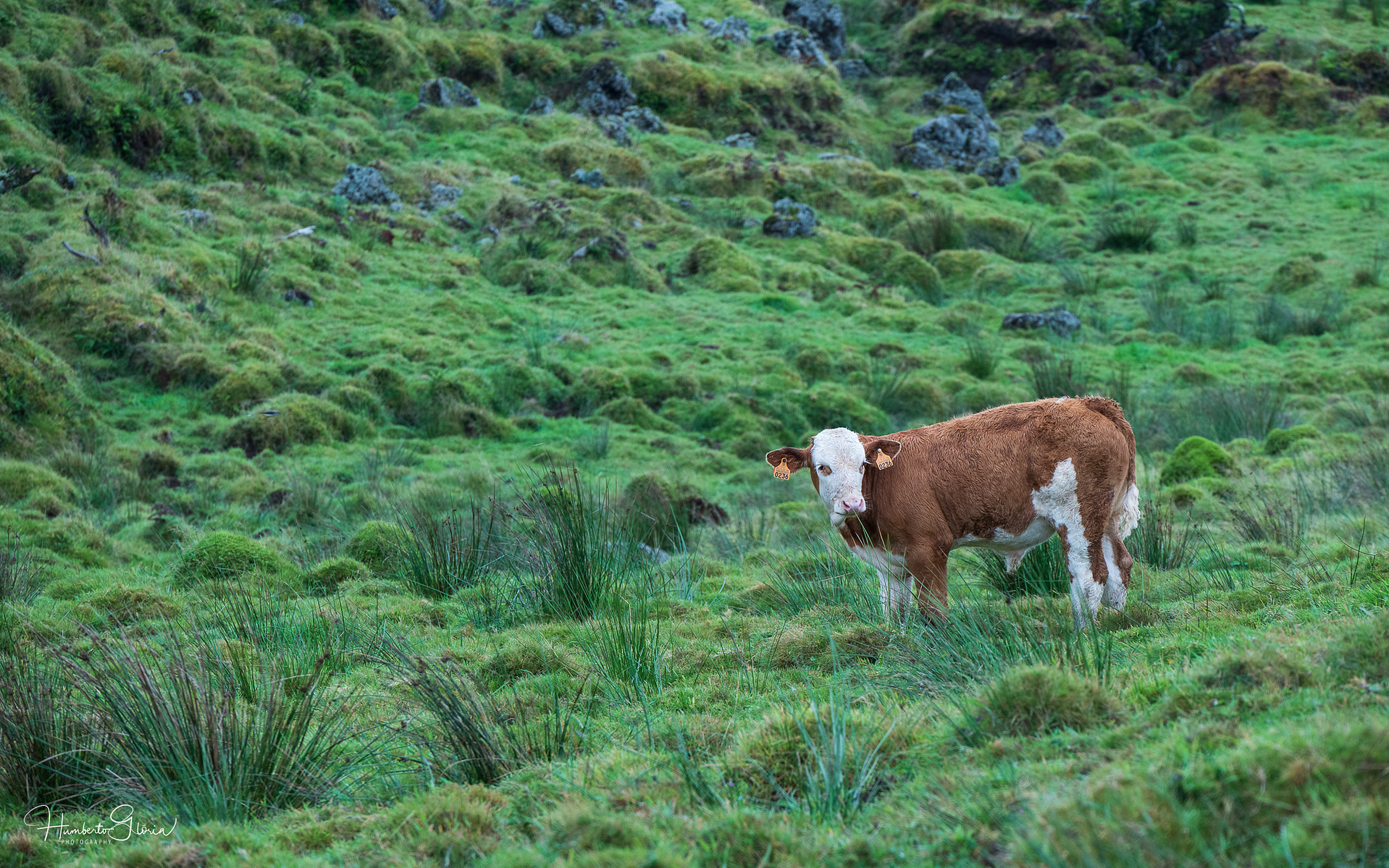 azores photograph 26