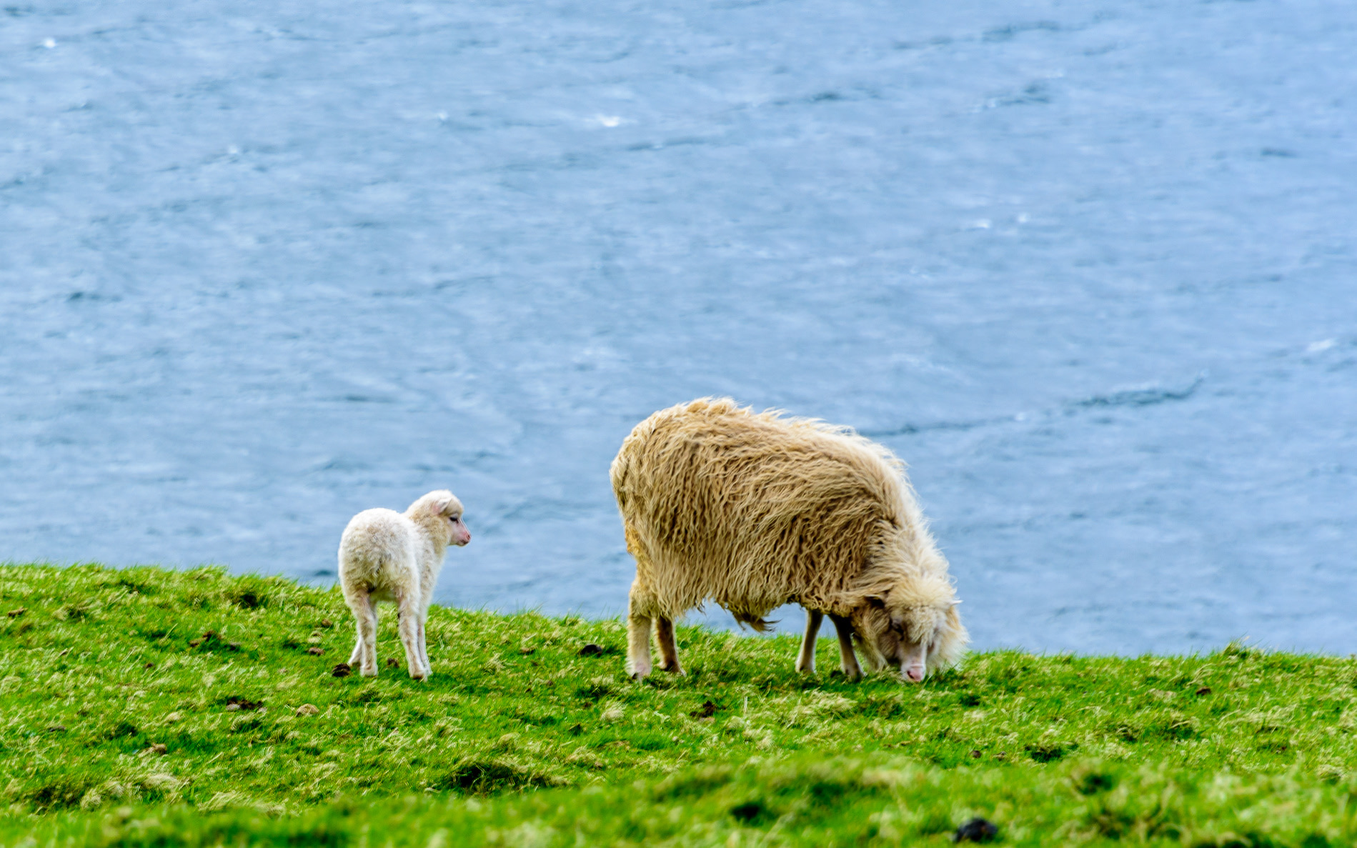 faroe islands photograph 5