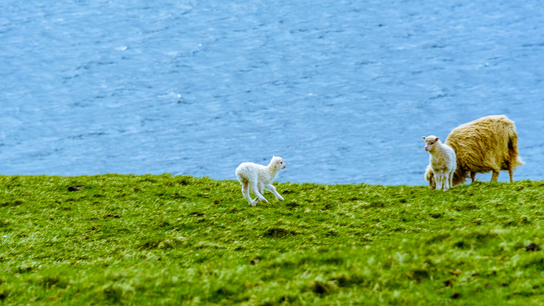 faroe islands photograph 7