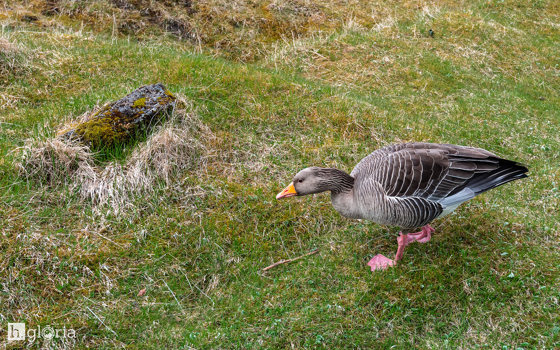 iceland may photograph 5