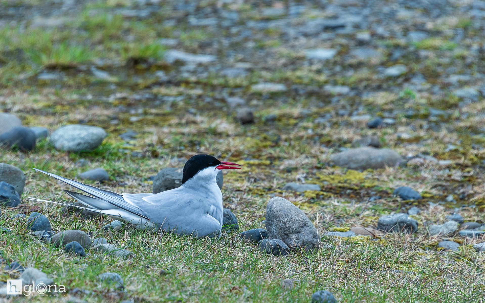 iceland may photograph 21