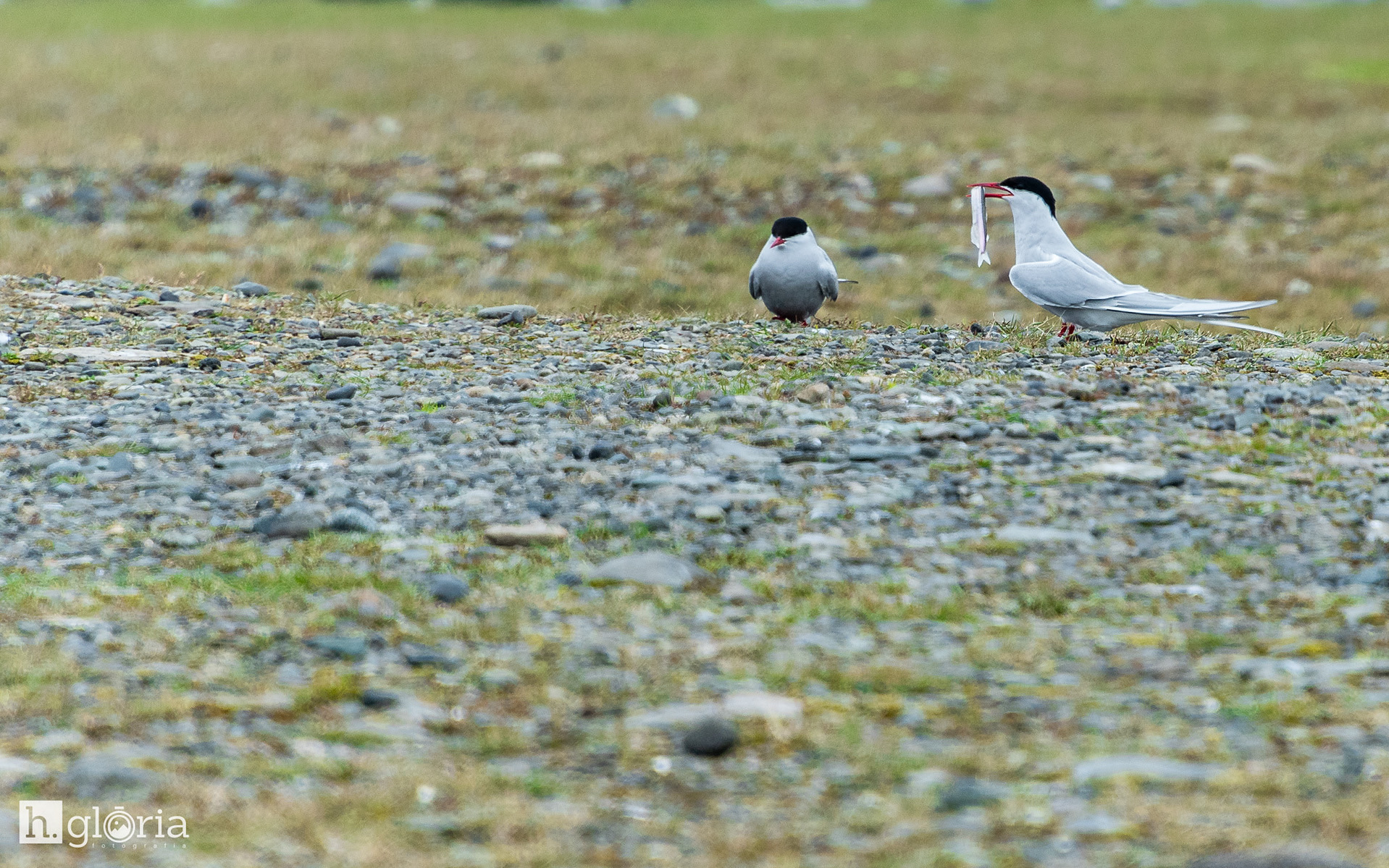 iceland may photograph 22