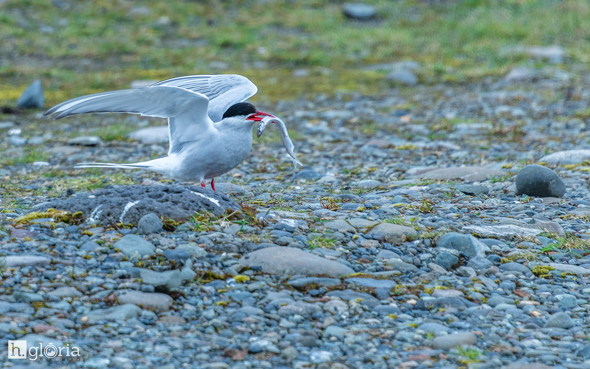 iceland may photograph 23