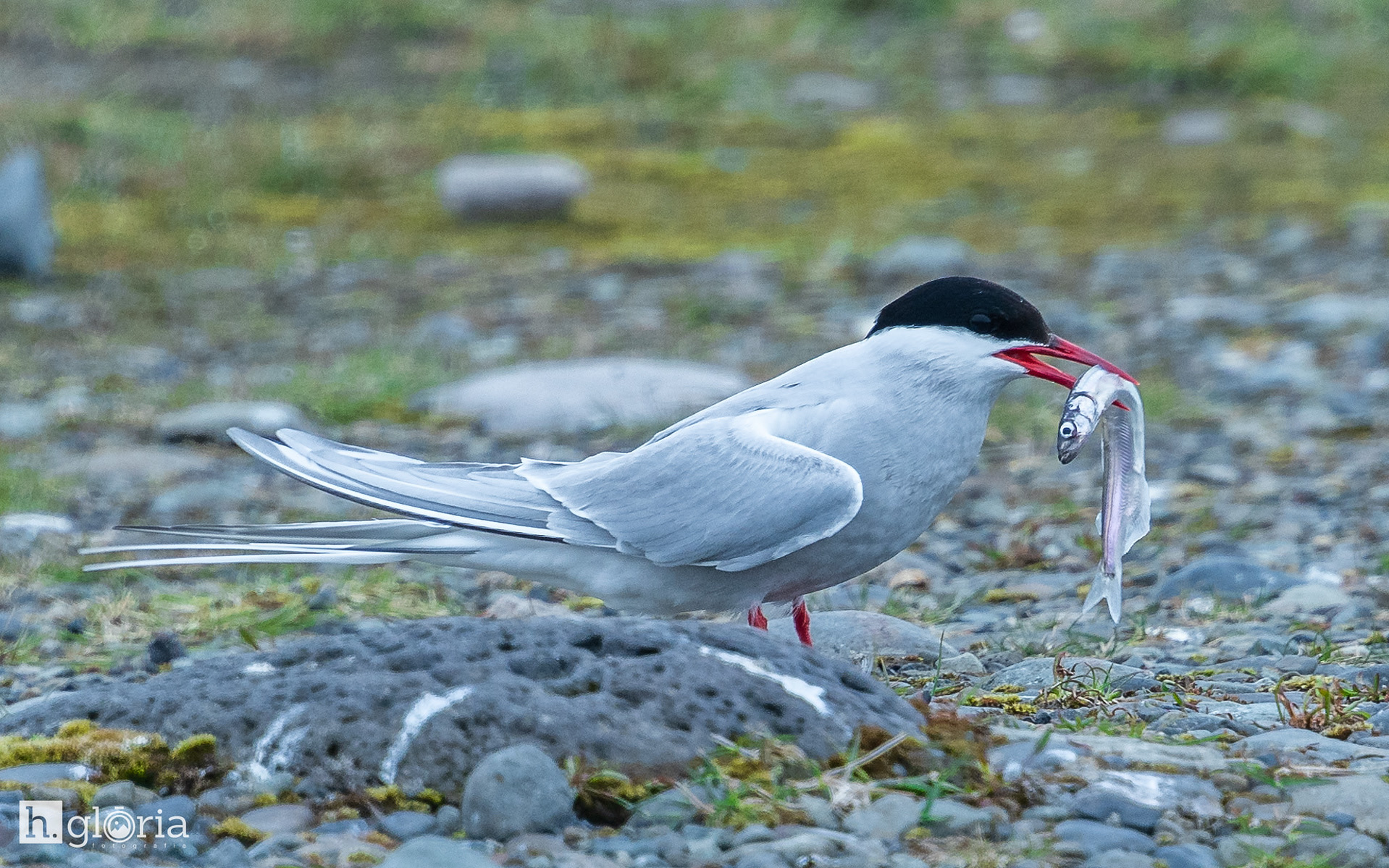iceland may photograph 24