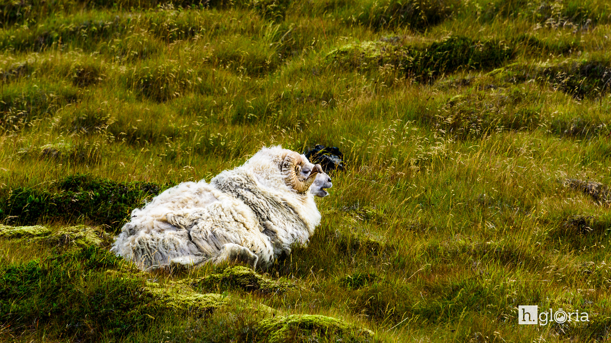 iceland september photograph 3