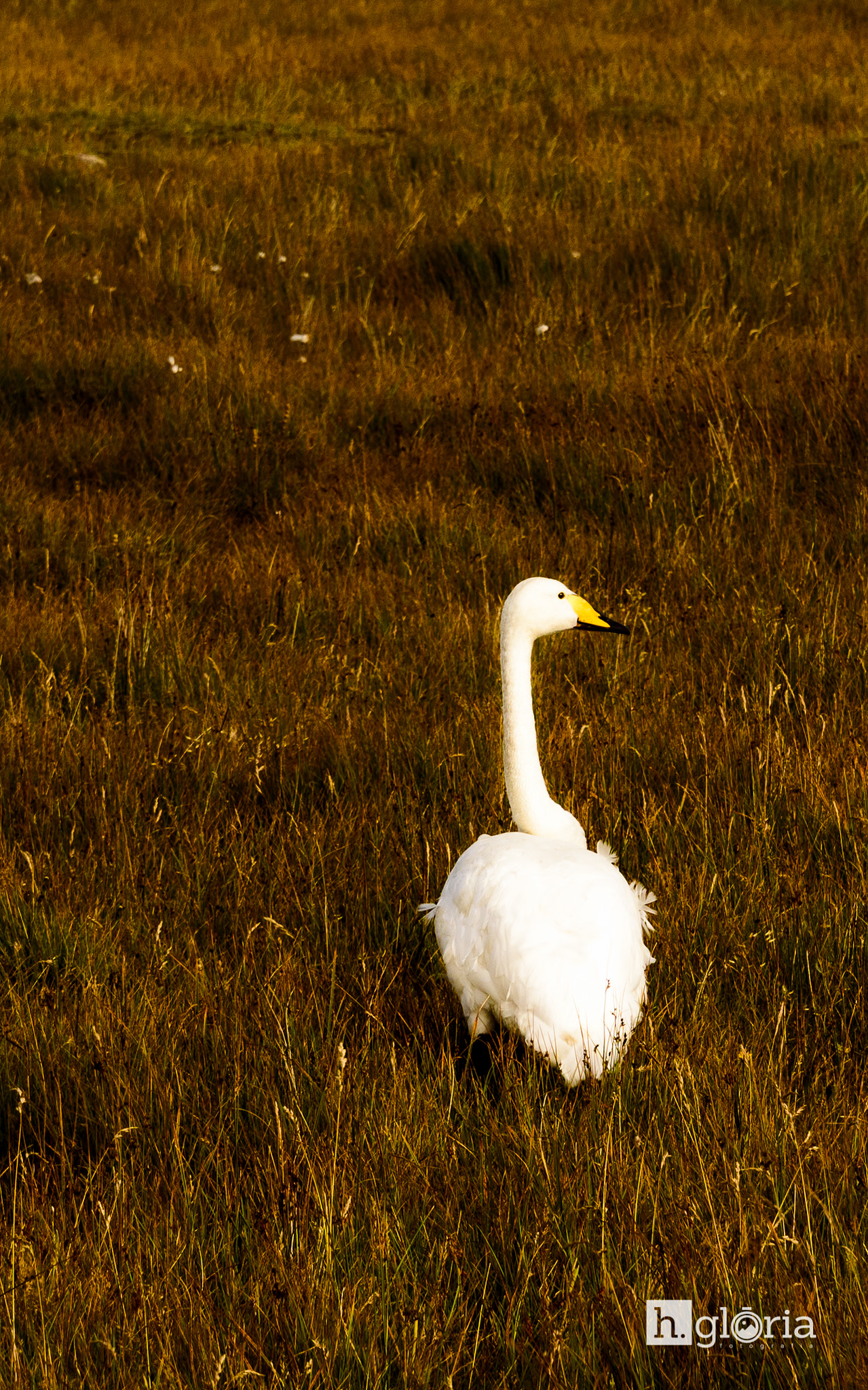 iceland september photograph 5